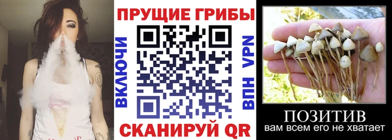 Галлюциногенные грибы Psilocybine cubensis  Черепаново 